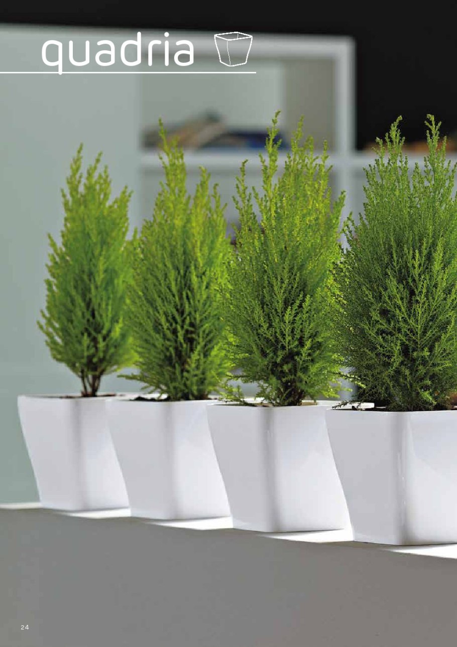 Кипарис Купрессус