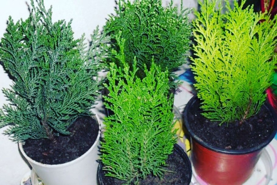 Кипарис Кониферен микс