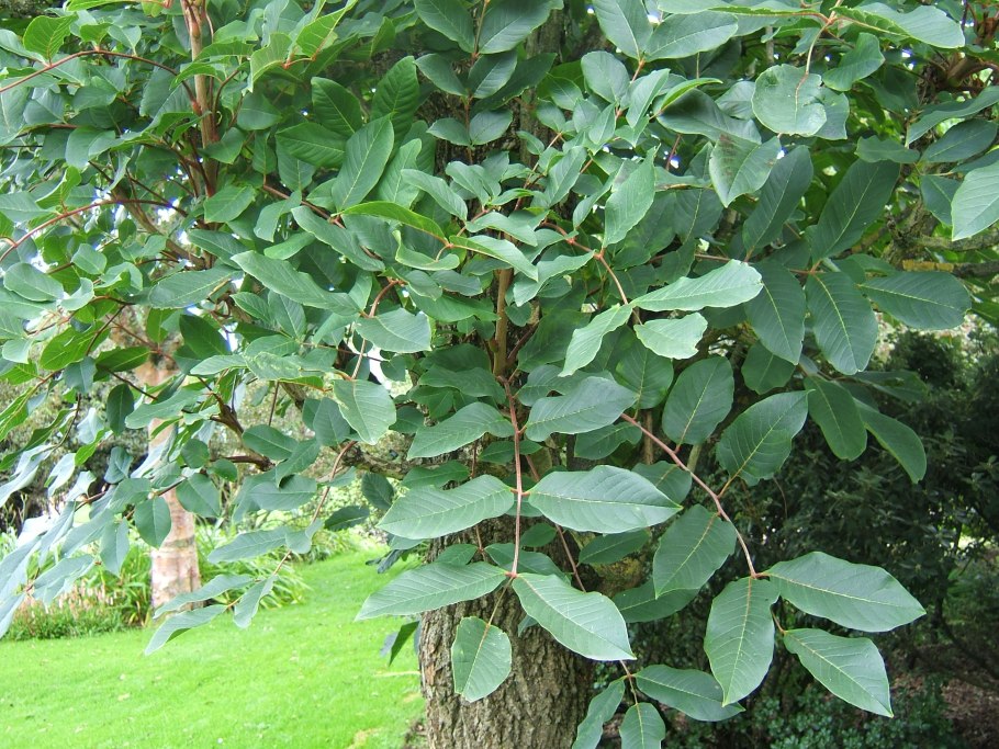 Семейство эрнандиевые