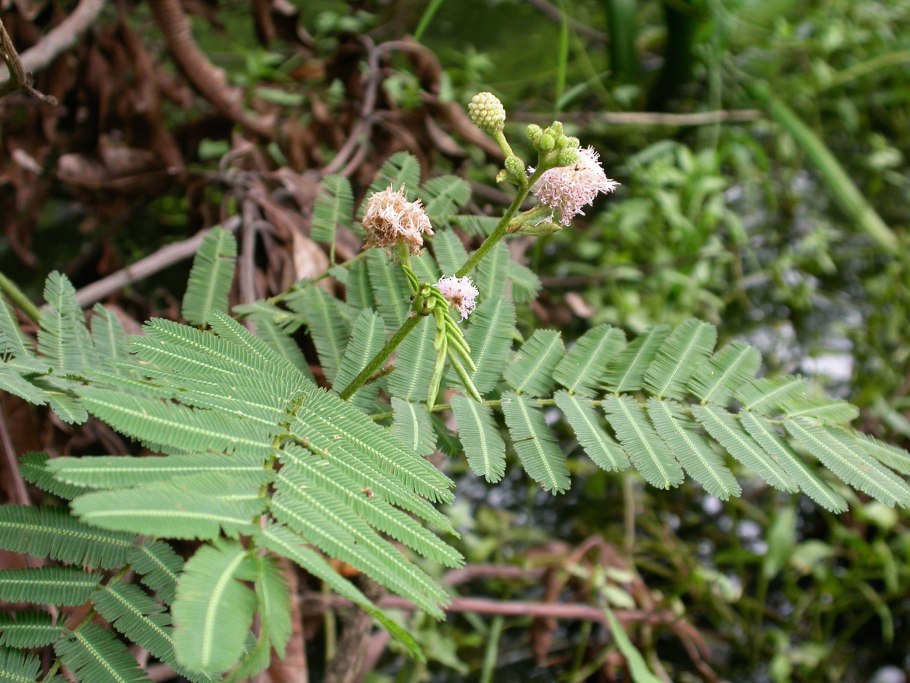 Myrtaceae Leptospermum