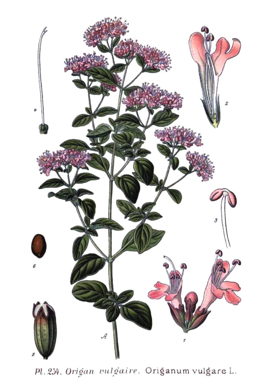 Птеридофиллум Pteridophyllum