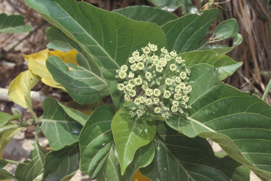 Василистник ложнолепестковый