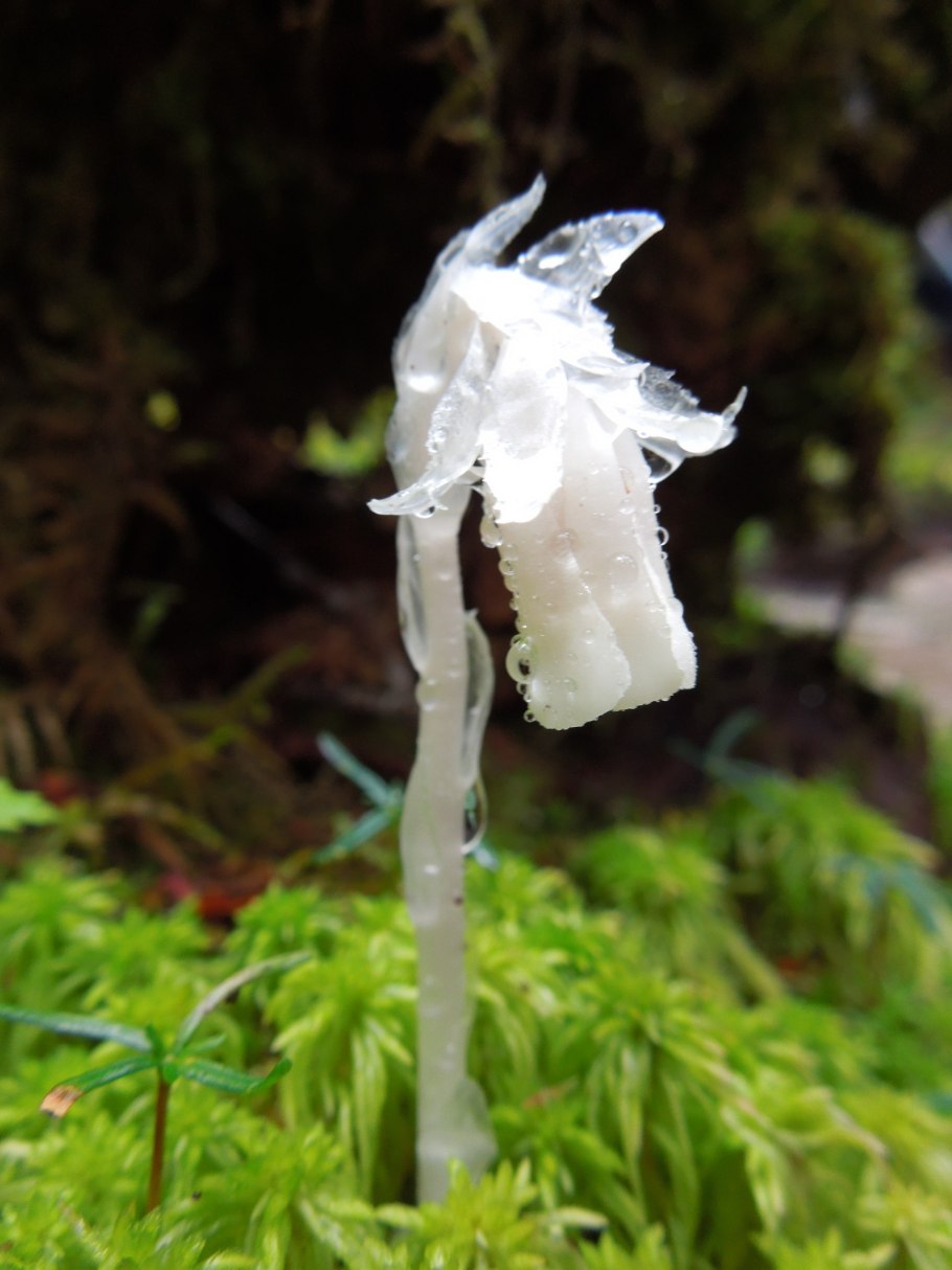 Подъельник (Monotropa)