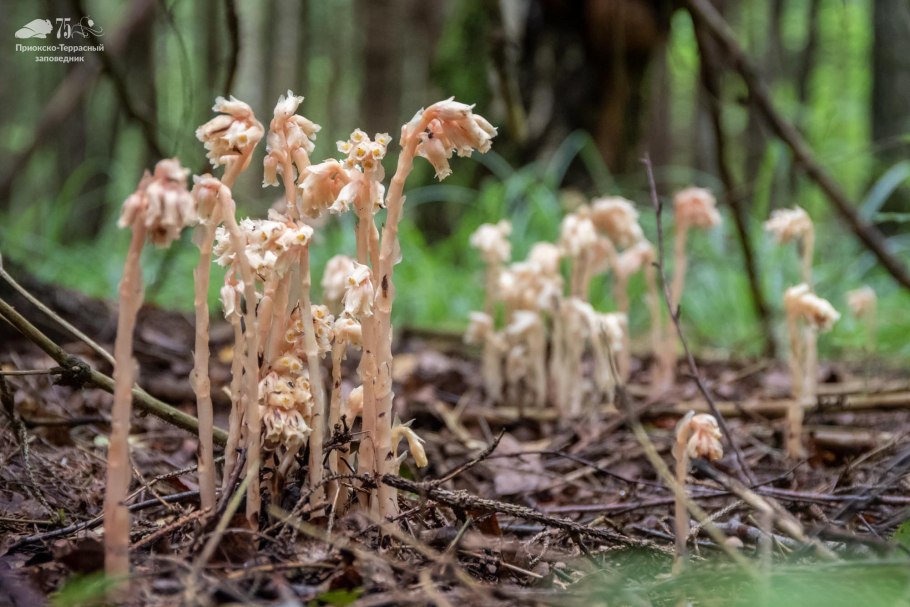 Подъельник обыкновенный (Monotropa Hypopitys)