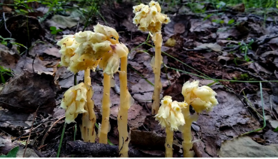 Подъельник обыкновенный гриб