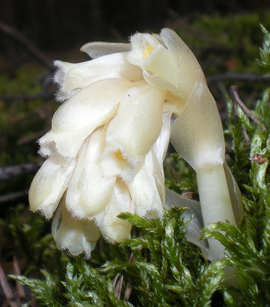 Подъельник (Monotropa)