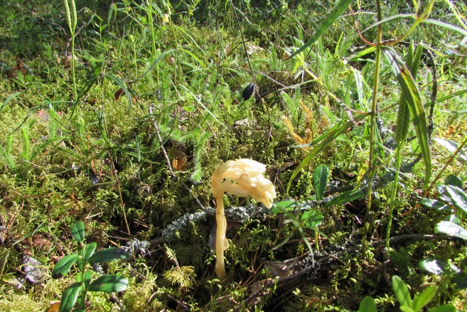 Подъельник одноцветковый