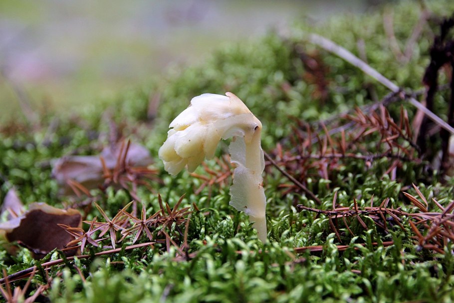 Monotropa Hypopitys