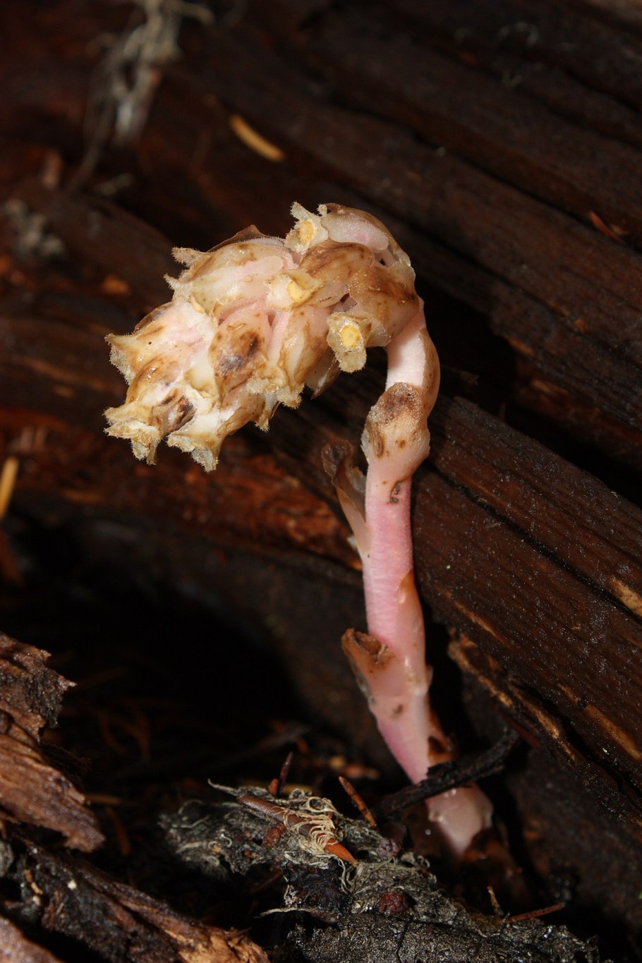 Подъельник одноцветковый