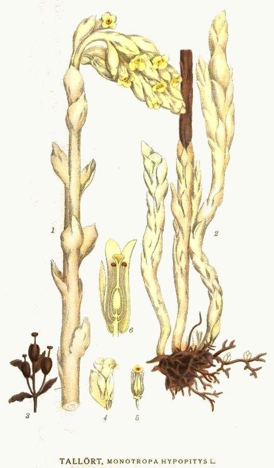 Гриб похож на цветочки