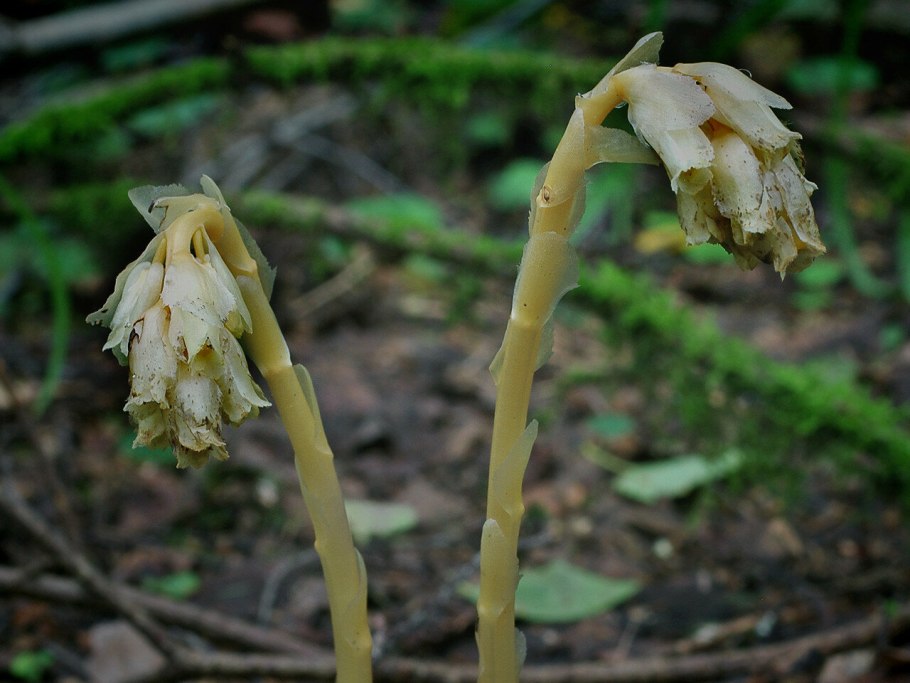 Monotropa uniflora