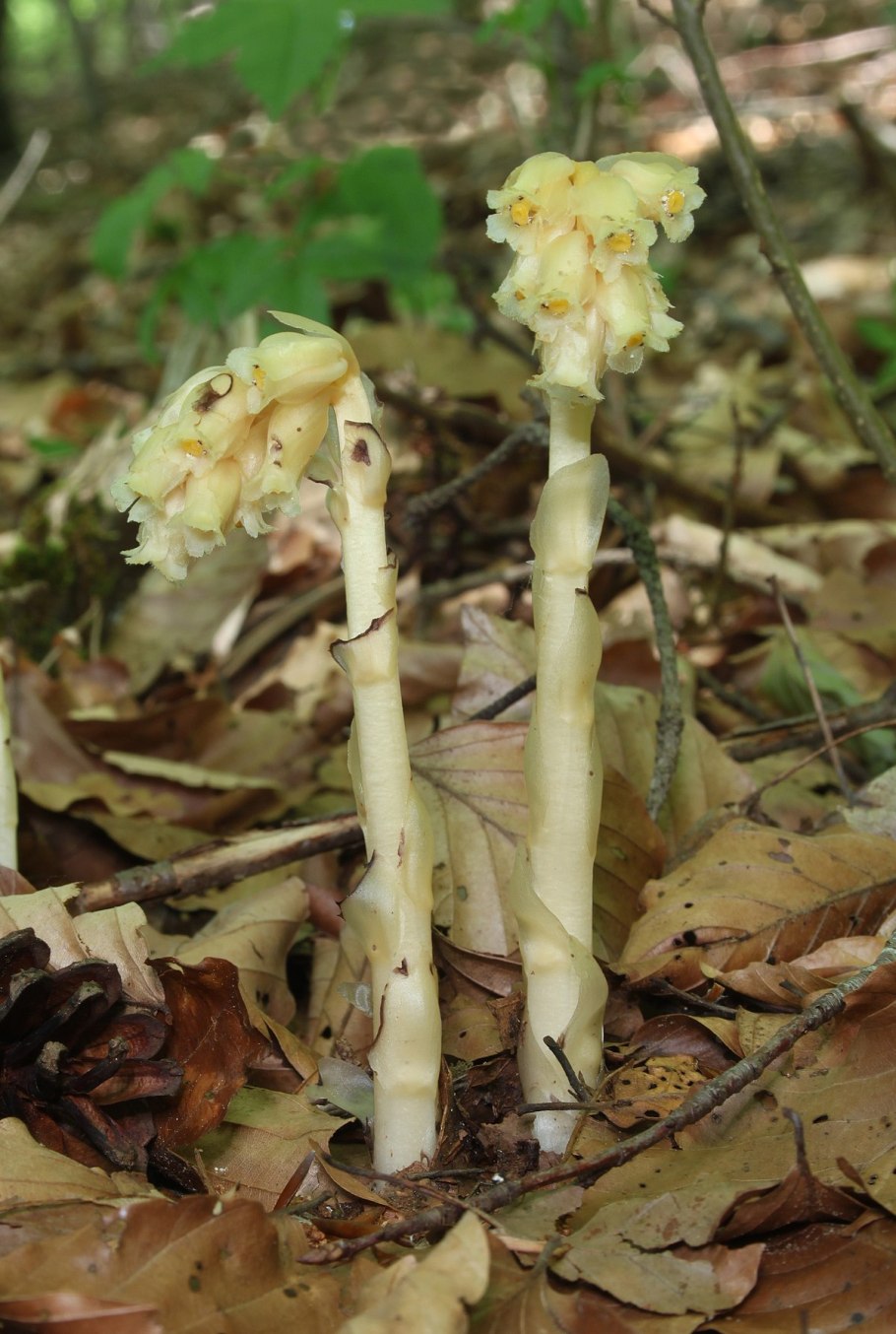 Подъельник одноцветковый (Monotropa uniflora)