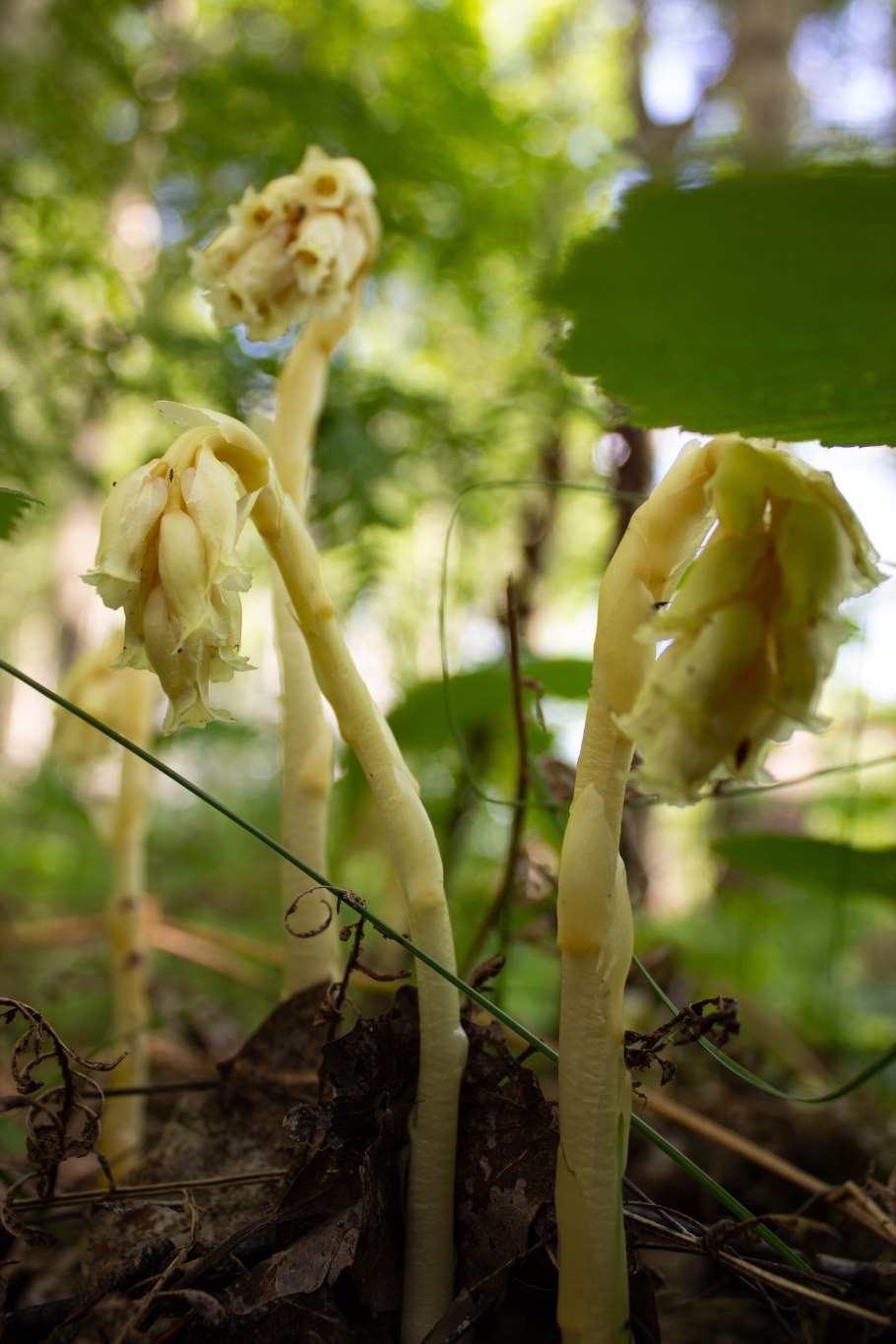 Monotropa Hypopitys