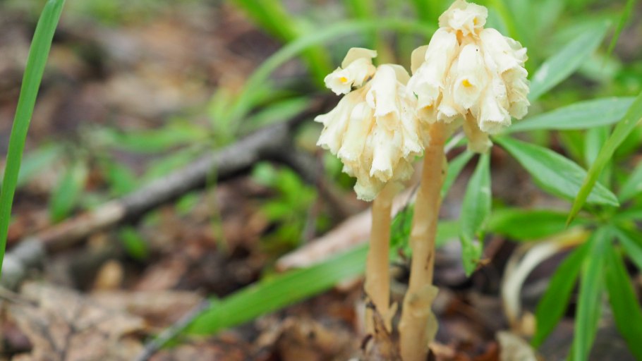 Подъельник (monotropa)