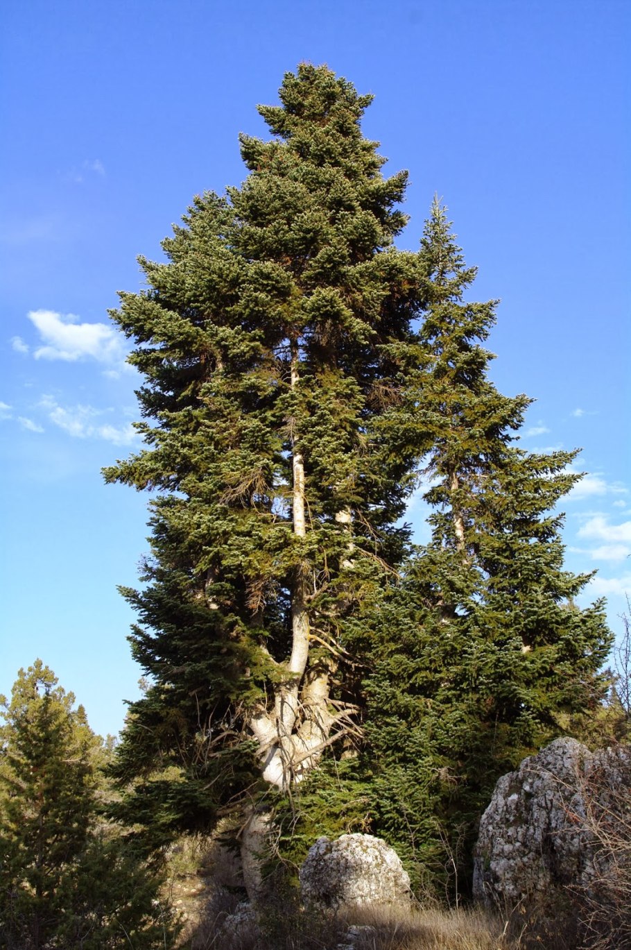 Пихта Абиес Кореана