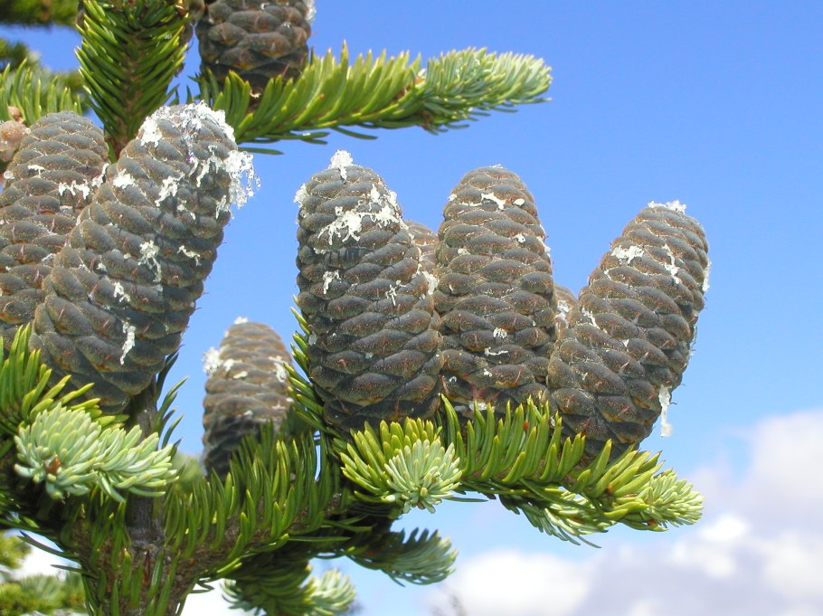 Abies cilicica Spring Grove