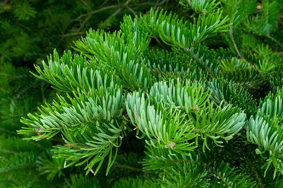Ель Abies Koreana