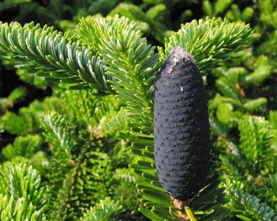 Пихта Нумидийская