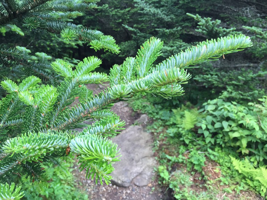 Abies holophylla карта обитания