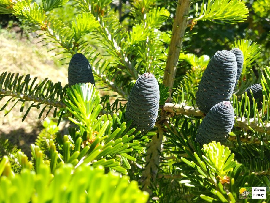 Пихта корейская Abies Koreana