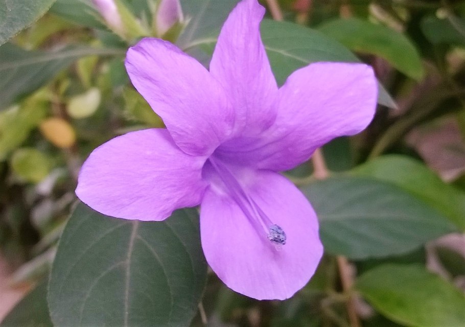 Барлерия гребенчатая