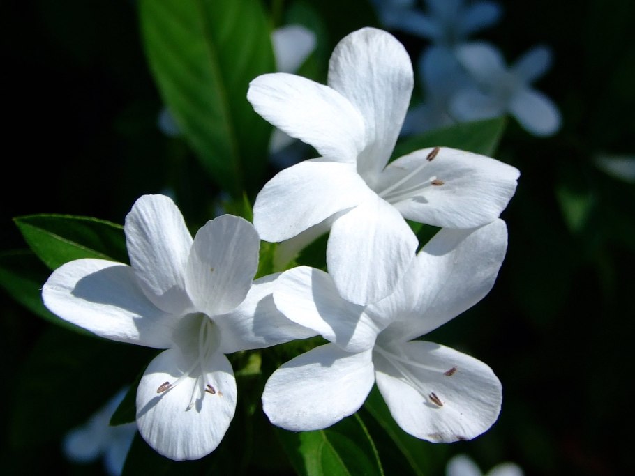 Барлерия Кристата