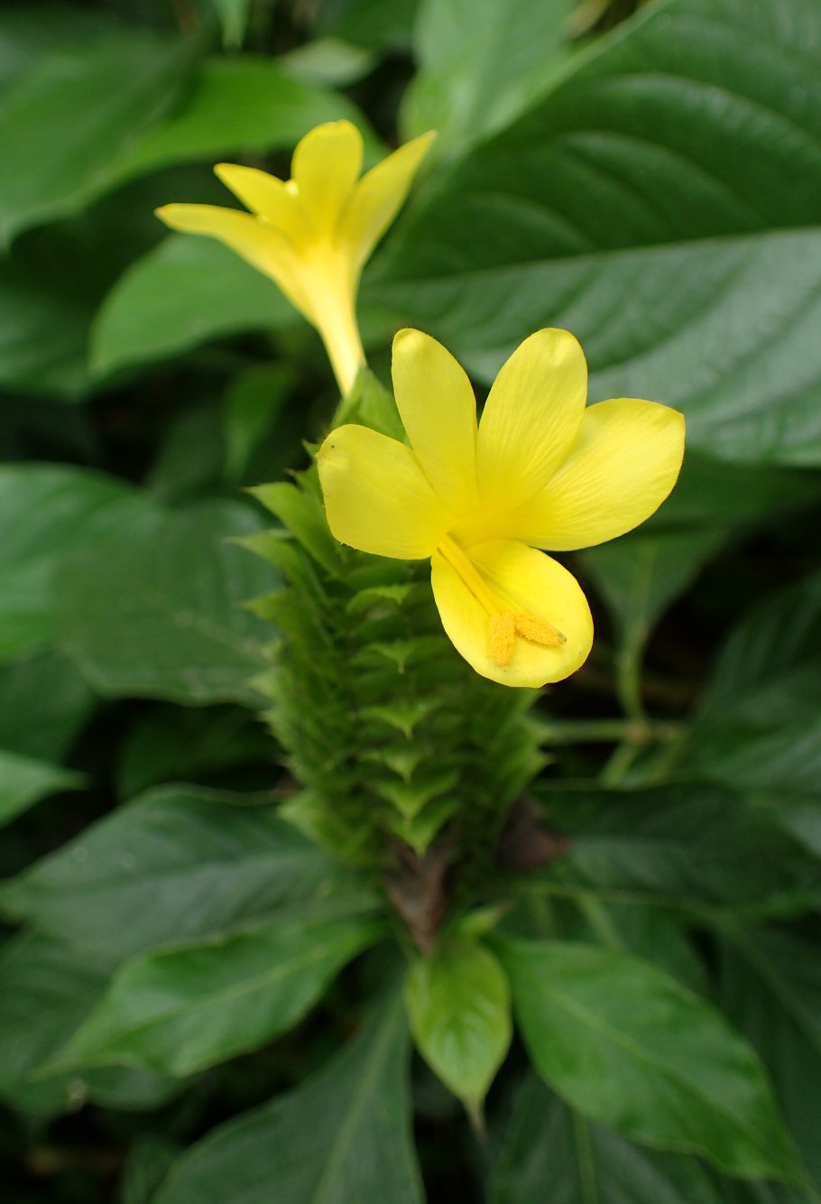 Барлерия гребенчатая