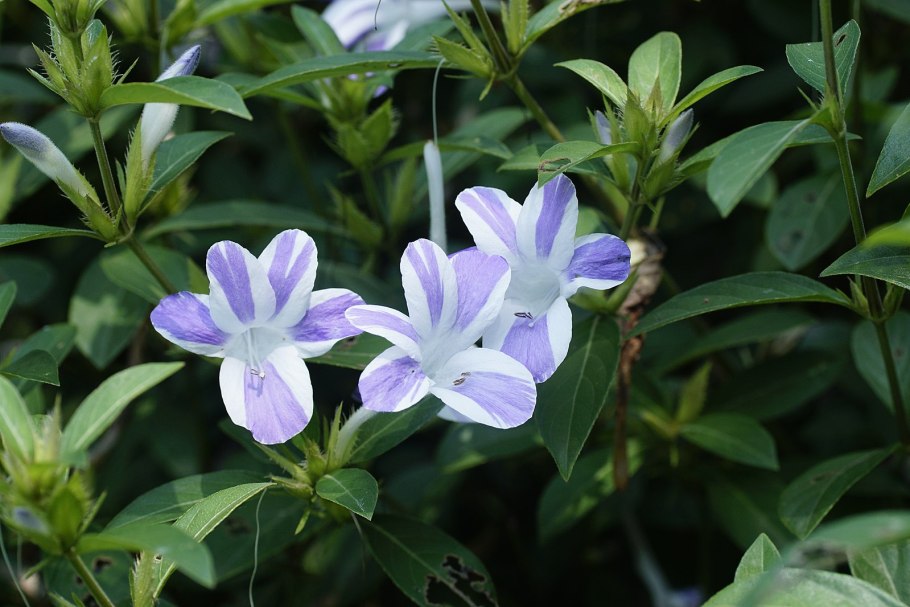 Барлерия ползучая