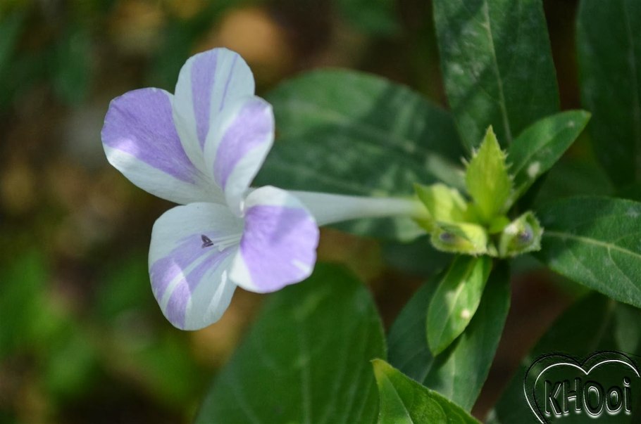 Барлерия колючая