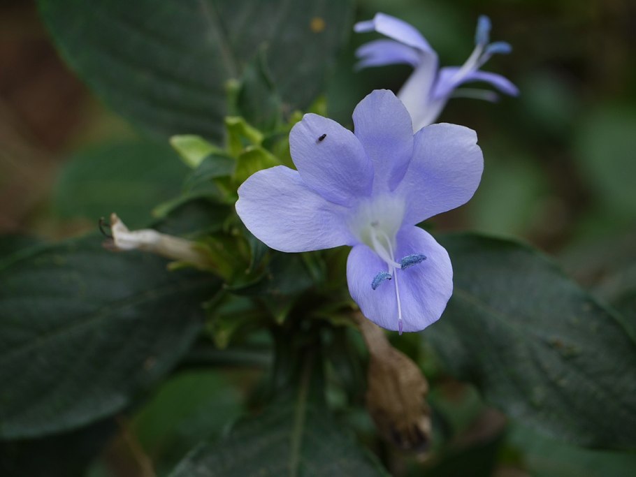 Барлерия затупленная