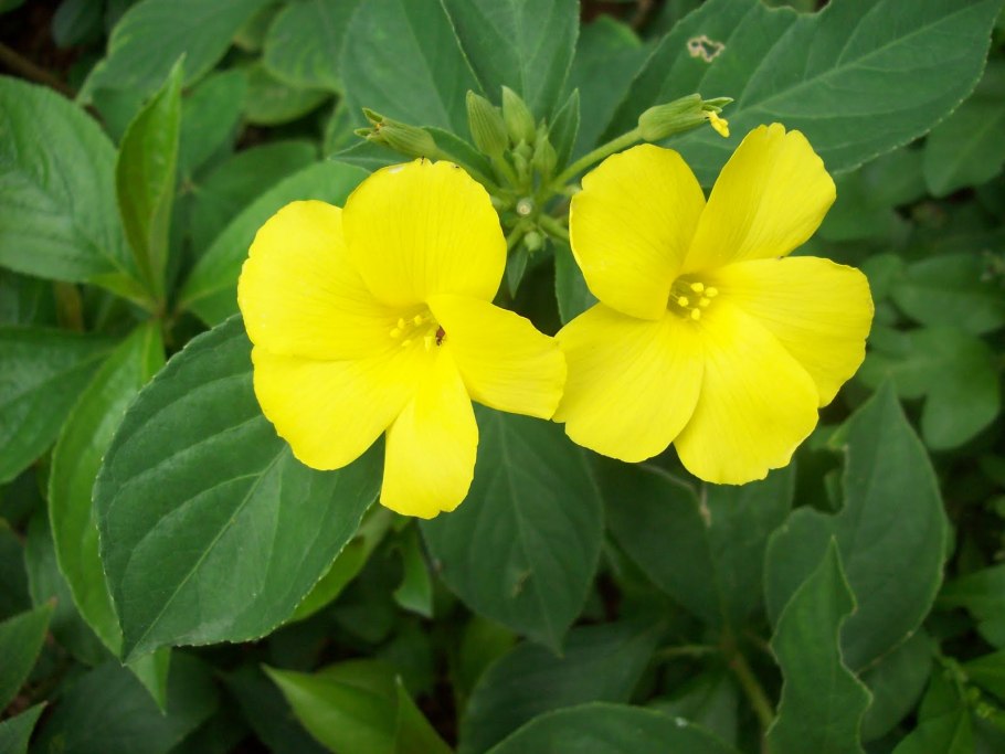 Барлерия желтая