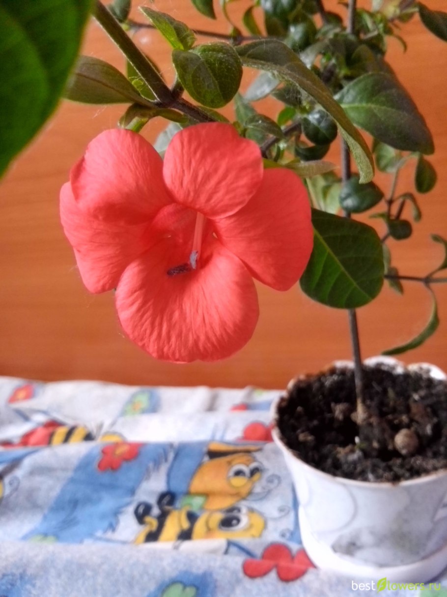 Барлерия голубая