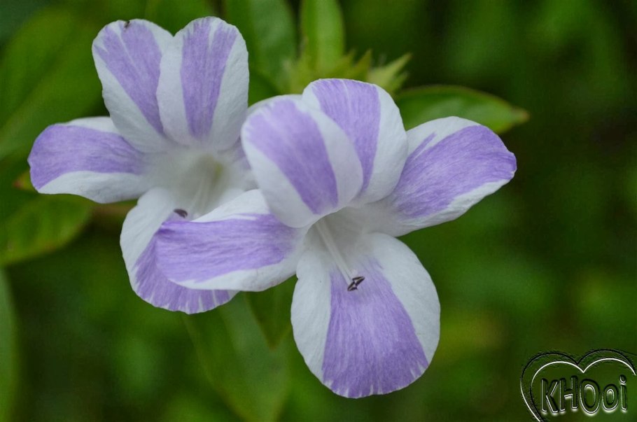Барлерия альбостеллата серая Барлерия