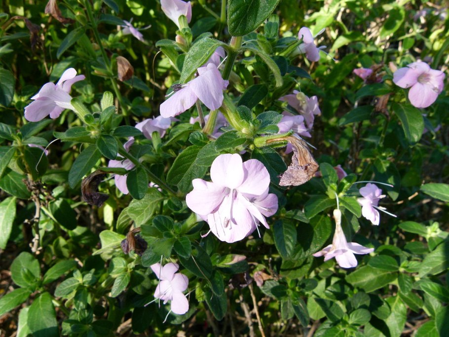 Barleria lupulina