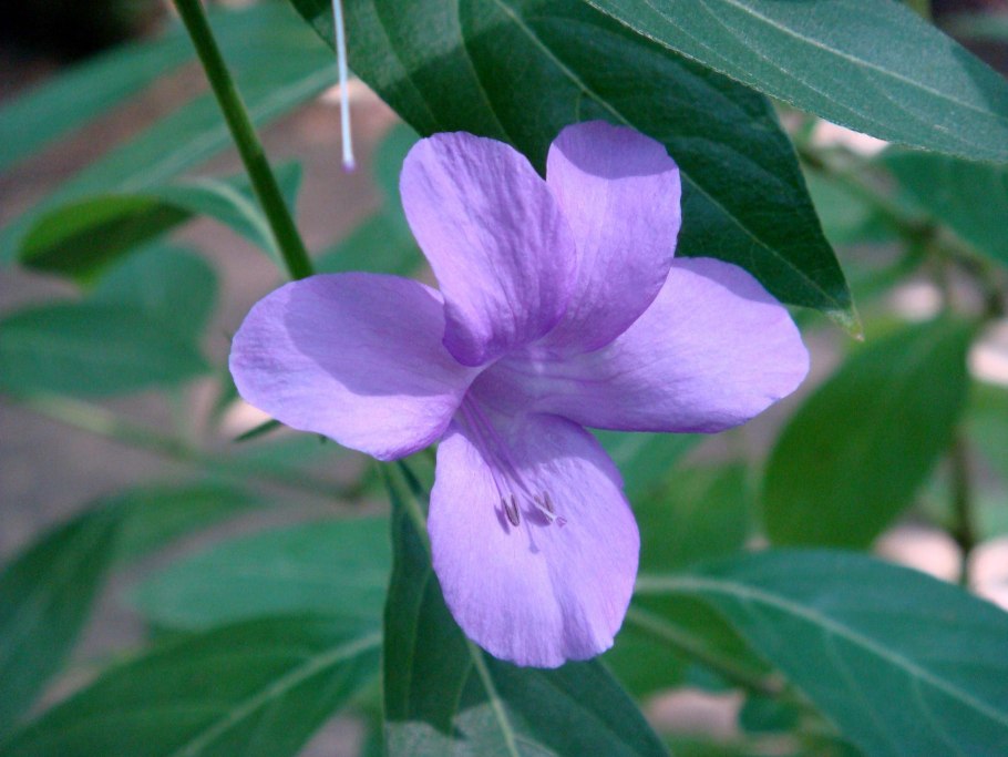 Барлерия гребенчатая