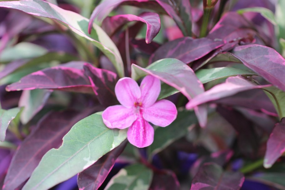 Барлерия Волчья