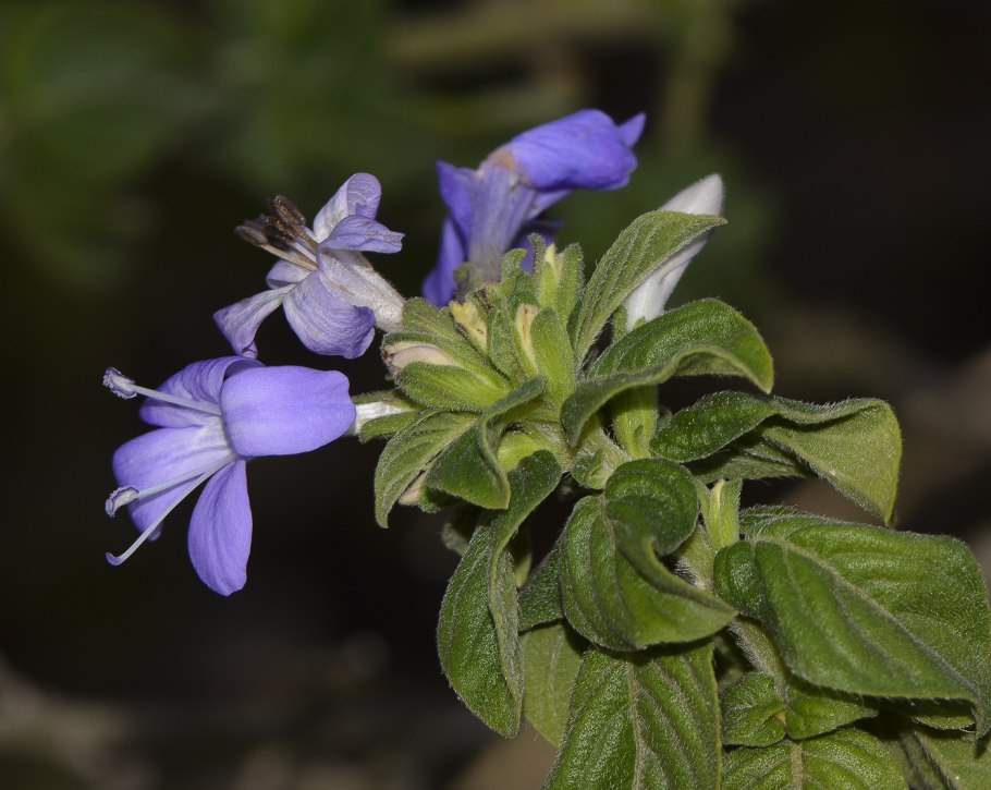 Барлерия гребенчатая