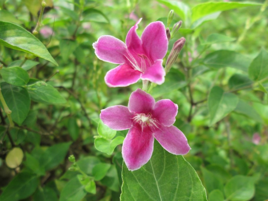 Барлерия ползучая