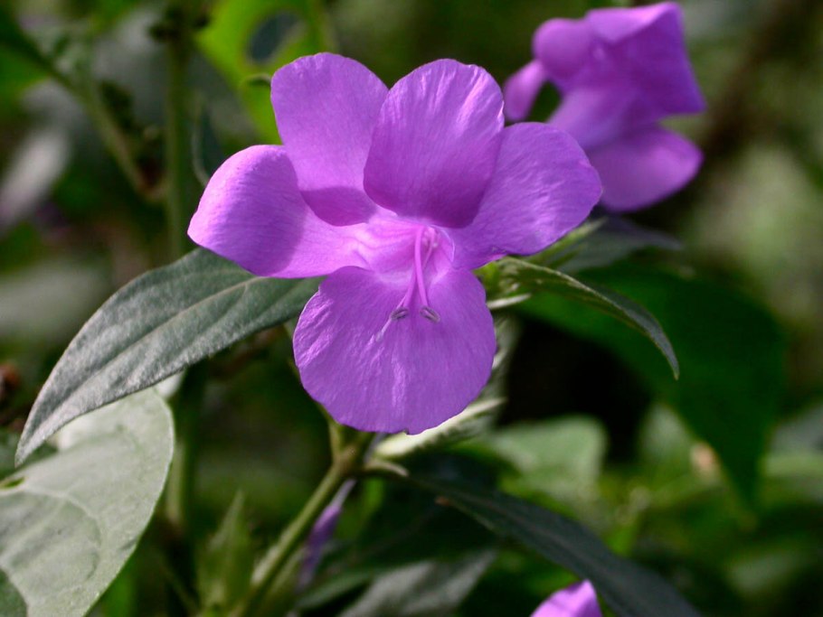 Барлерия ползучая