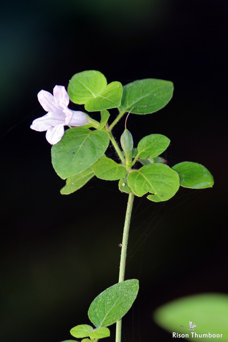 Барлерия лист