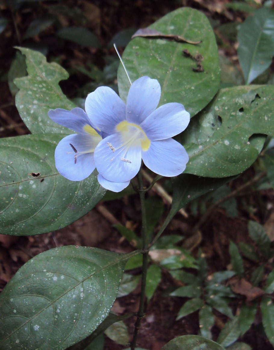 Растение Турнера