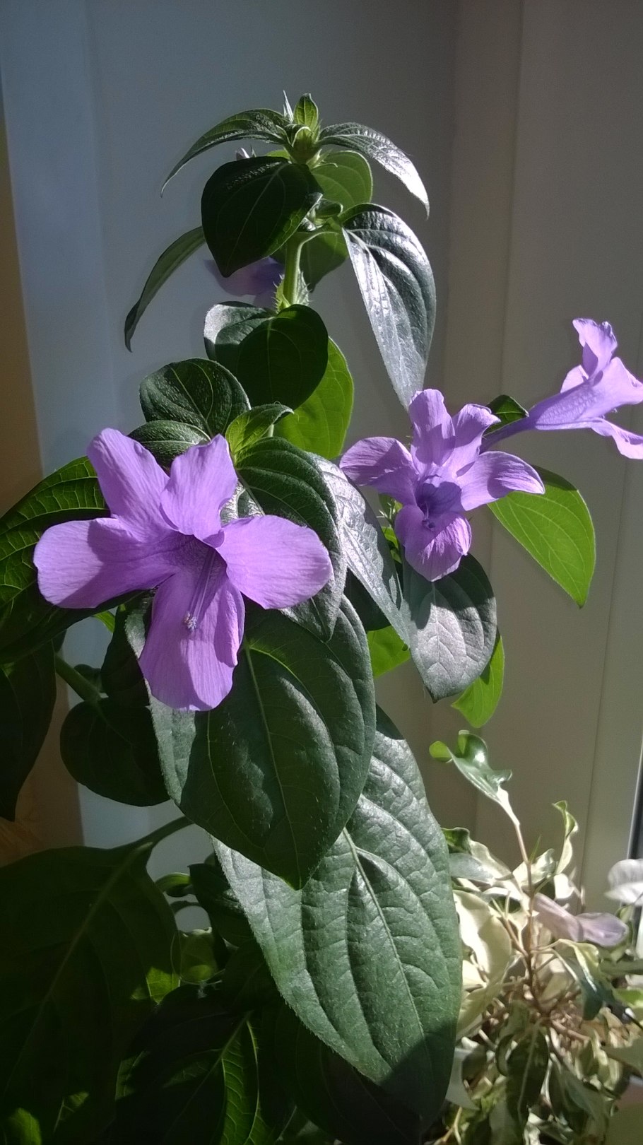 Барлерия голубая