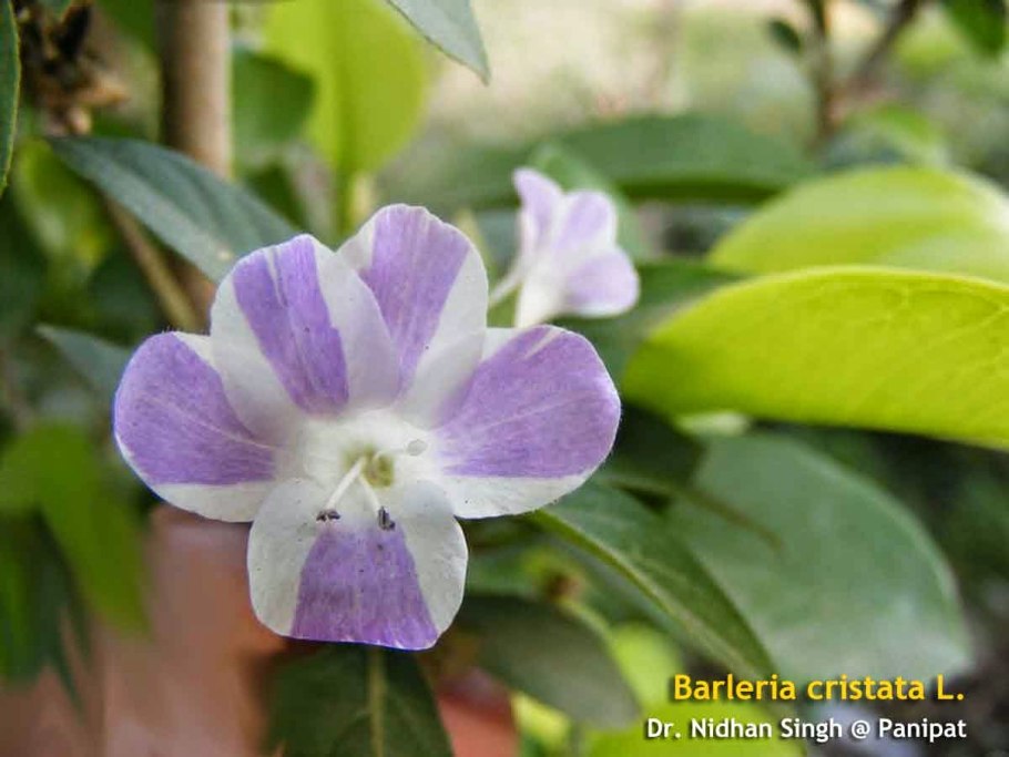 Руэллия Каролинская