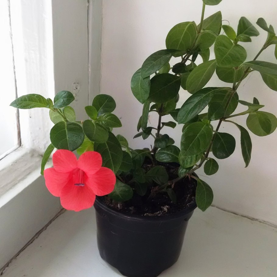 Барлерия Африканская