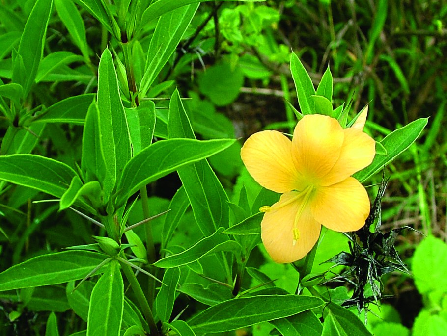 Барлерия красная