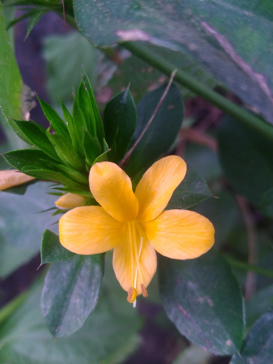 Барлерия вариегатная