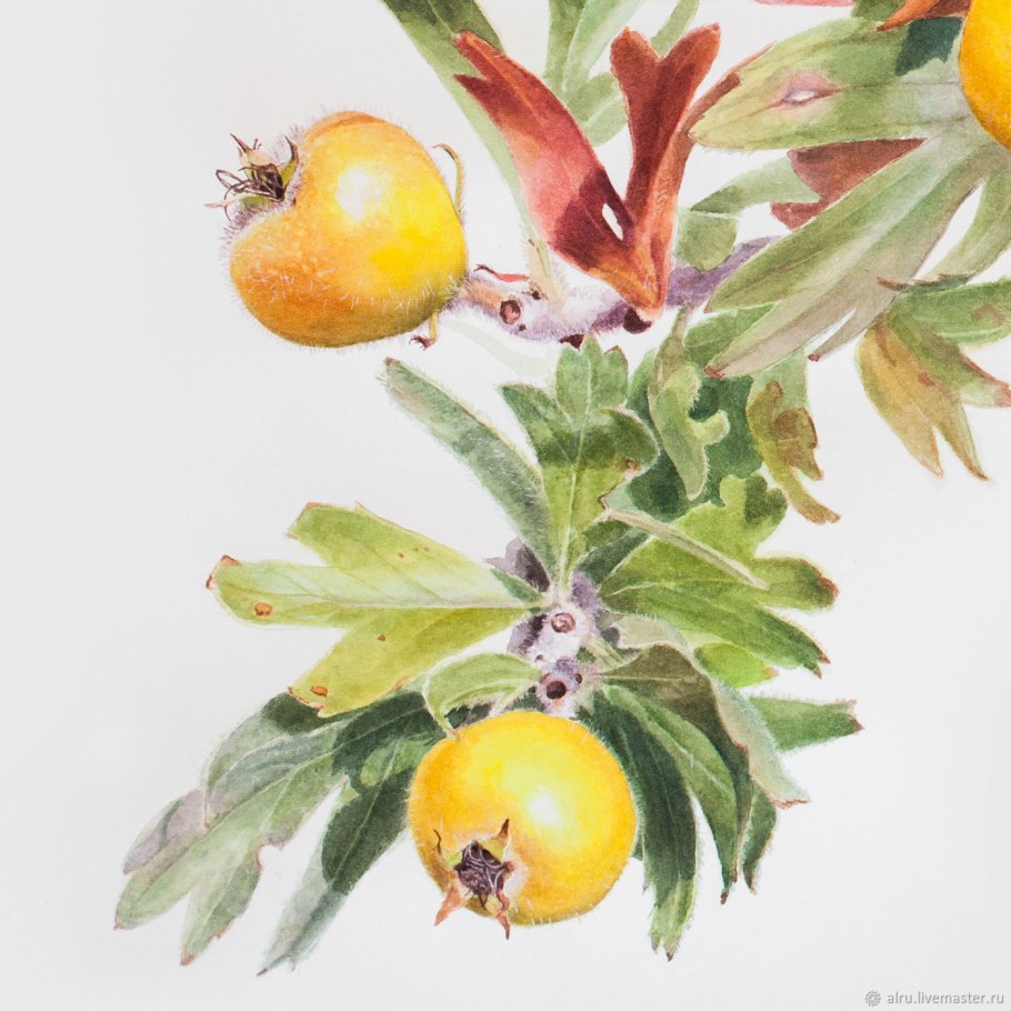 Боярышник Поярковой Карадаг