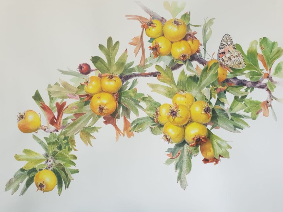 Боярышник Поярковой эндемик