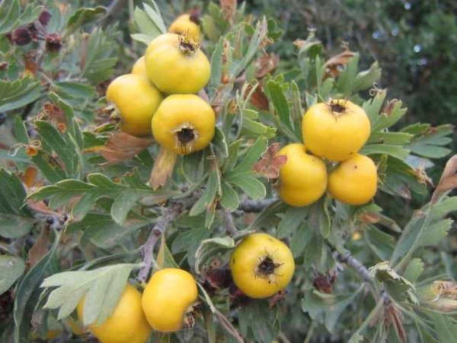 Боярышник Максимовича куст