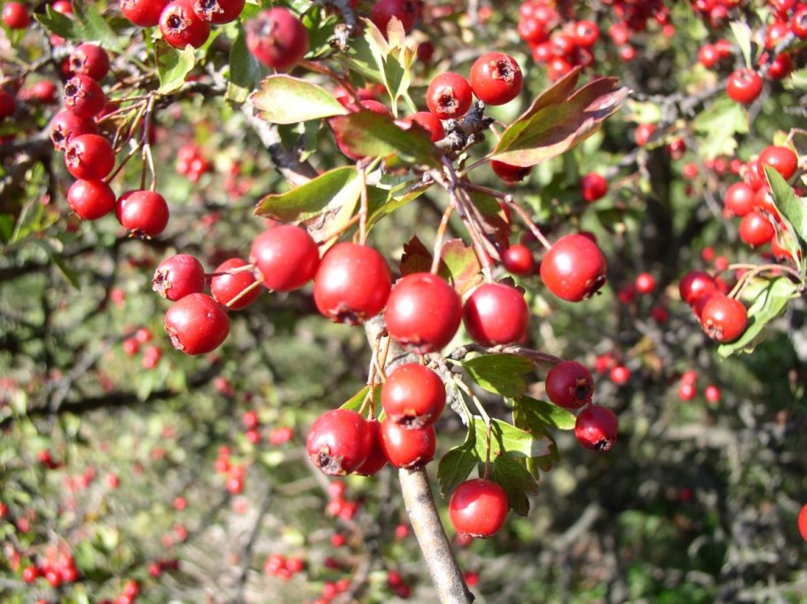 Боярышник колючий - Crataegus oxyacantha